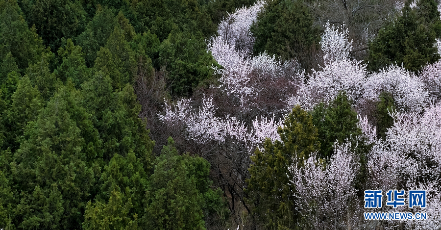 春風十里 北京這裡有片“桃花海”