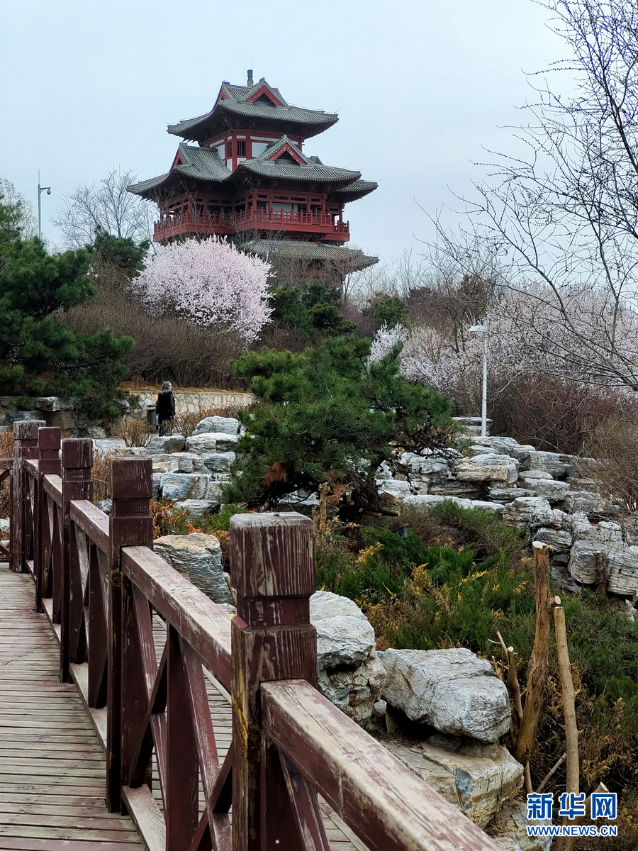 春風十里 北京這裡有片“桃花海”