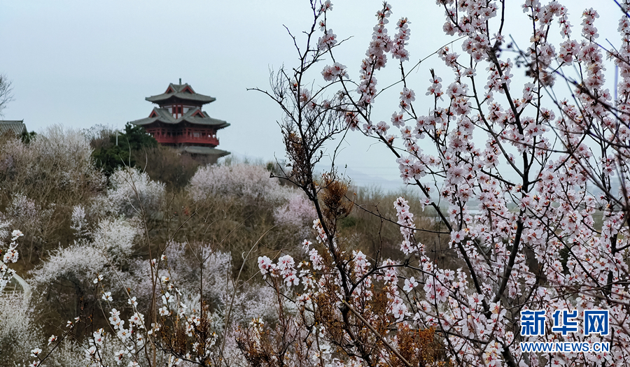 春風十里 北京這裡有片“桃花海”