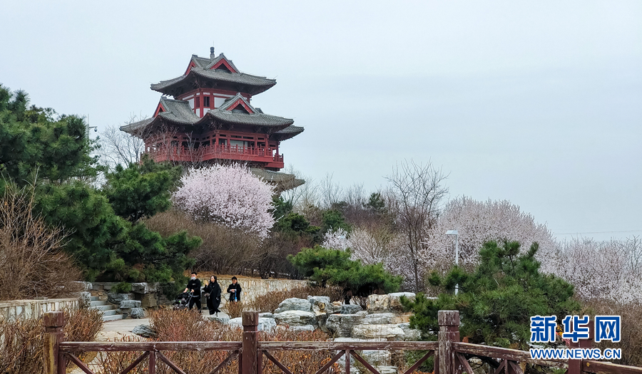 春風十里 北京這裡有片“桃花海”