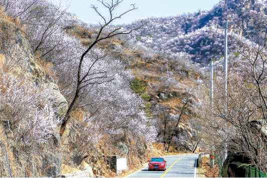 京城熱門賞花地多了近百處