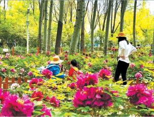 京城熱門賞花地多了近百處