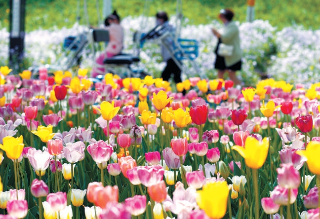 鬱金香爭艷 花卉大觀園