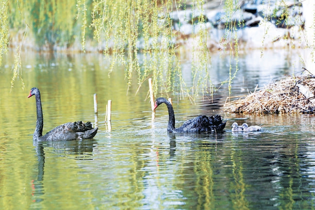 圓明園修復再生水重建魚鳥天堂