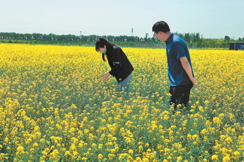 城市副中心昔日違建變身百畝油菜花海