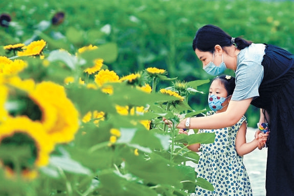 北京奧林匹克森林公園向日葵初綻