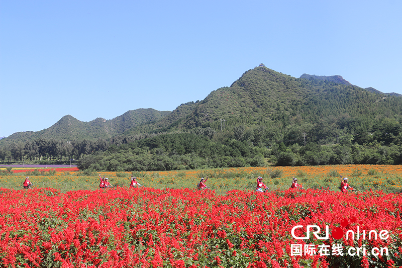 北京延慶舉辦2019“賞花季”花海騎行主題活動