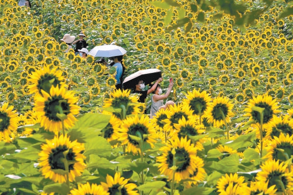 奧森公園北園葵花爭相開放