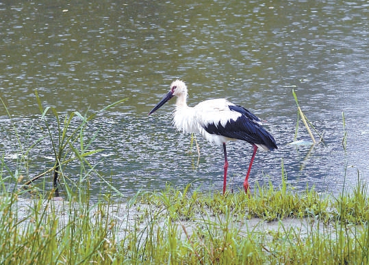 北京溫榆河公園飛來東方白鸛