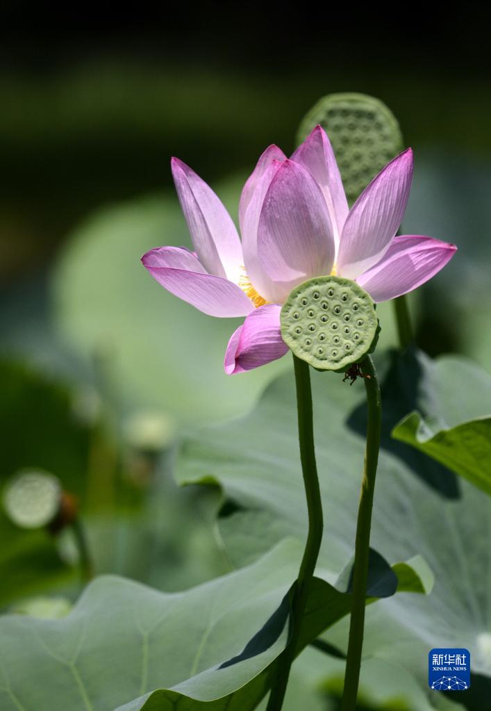 圓明園遺址公園荷花盛開