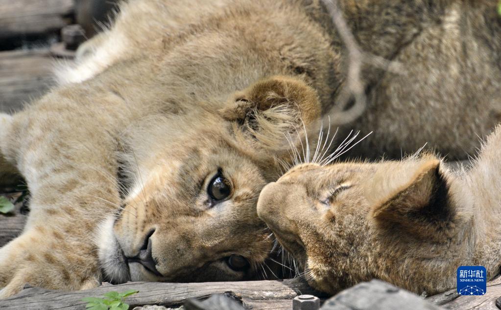 201隻新生小動物亮相北京動物園