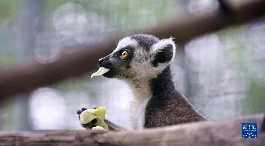 201隻新生小動物亮相北京動物園_fororder_1128799303_16568066000821n