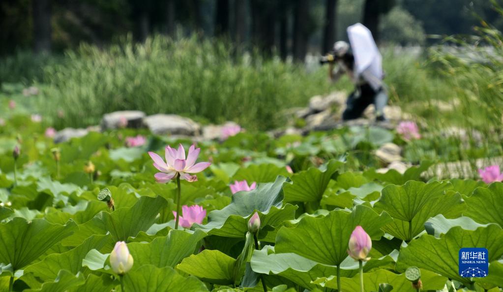 圓明園遺址公園荷花盛開