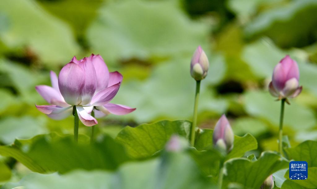 圓明園遺址公園荷花盛開