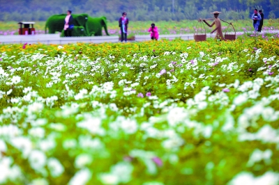 千畝花海綻放京北淺山