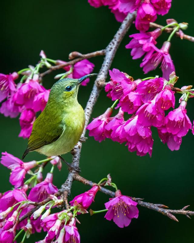 春季到福州來看太陽鳥