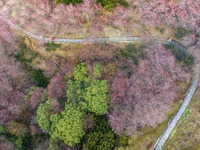 安徽黃山：賣花漁村梅花開