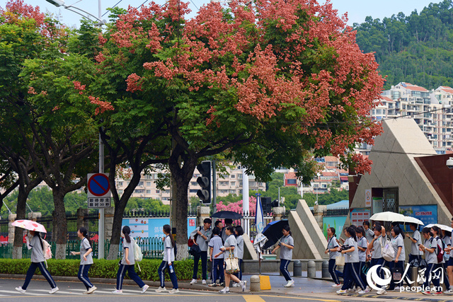 廈門：多彩欒樹披“秋裝”