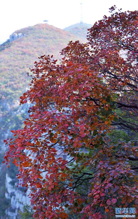 河南博愛：漫山紅葉醉遊人