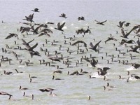 深圳灣成候鳥遷徙“加油站”