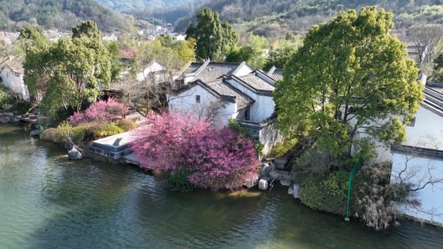 安徽九華山：紅梅朵朵迎春開