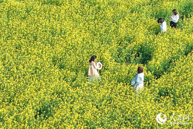 廈門：油菜花海醉遊人