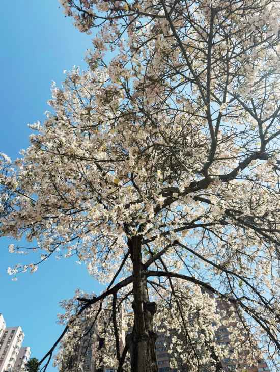 廣州的“雪”來了！白色異木棉盛放冬日