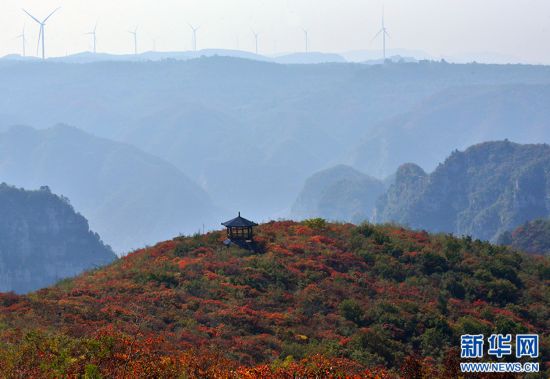 河南博愛：漫山紅葉醉遊人