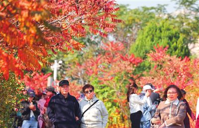 天津：賞紅葉 正當時