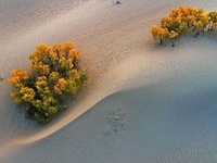 青海海西：金色沙漠中的生命讚歌