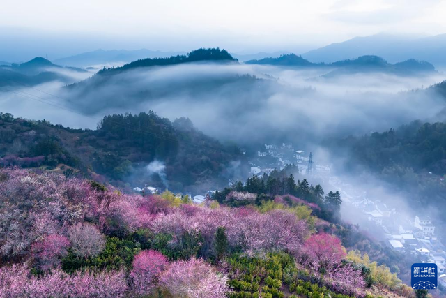 安徽黃山：鶯鳴一兩囀，花樹數重開