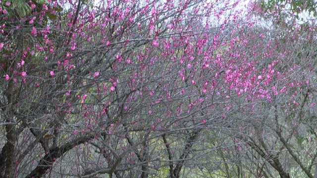 安徽九華山：紅梅朵朵迎春開