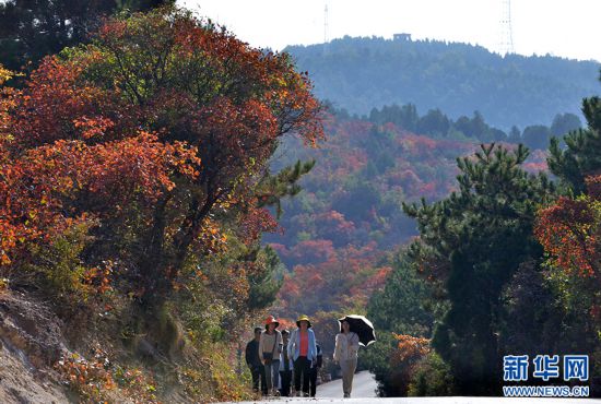 河南博愛：漫山紅葉醉遊人