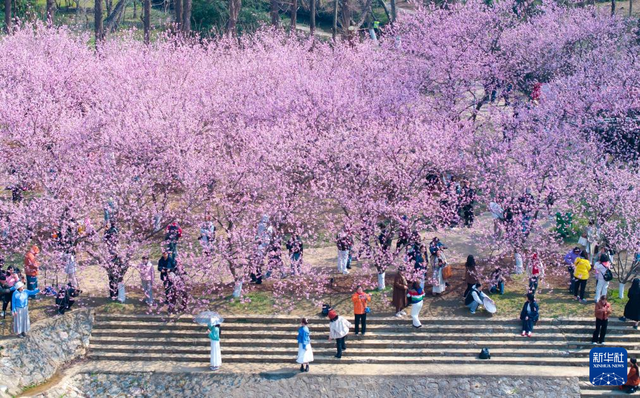 南京中山植物園：踏青賞花享春光