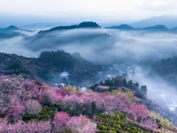 安徽黃山：鶯鳴一兩囀，花樹數重開