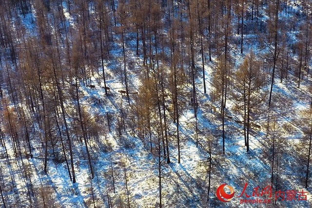 探秘“中國冷極”根河：潺潺不凍河 “尋”鹿林海間