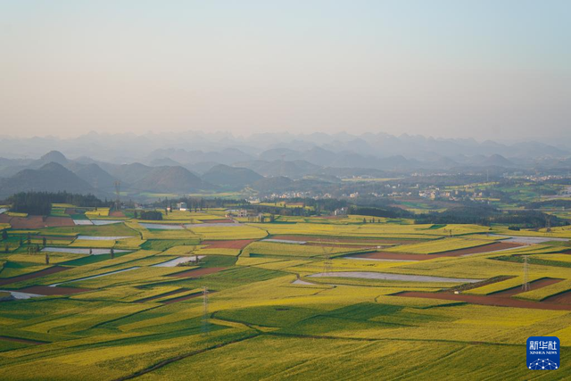 雲南羅平：金色花海引遊人