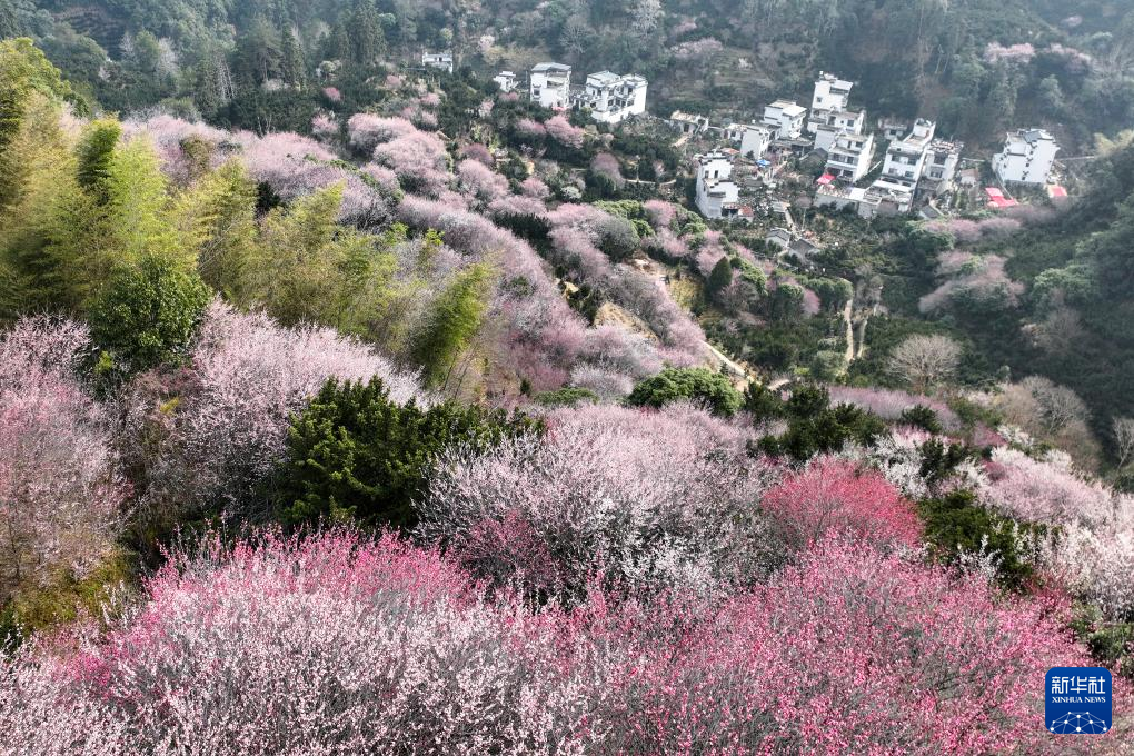 花開春意濃