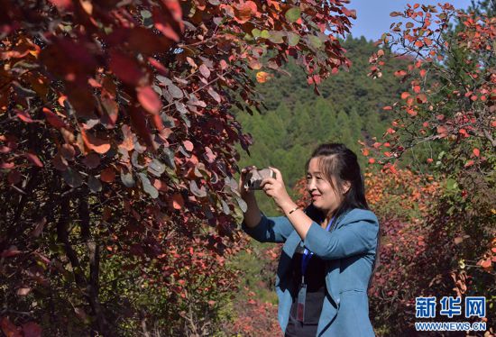 河南博愛：漫山紅葉醉遊人