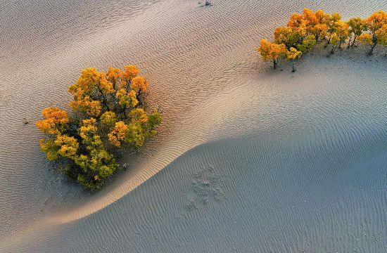 青海海西：金色沙漠中的生命讚歌