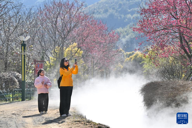 福建：相約春天賞櫻花