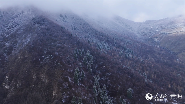 青海樂都：森林公園雪景美如畫