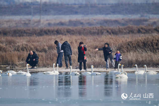 運城鹽湖生態向好 珍禽越冬成景觀