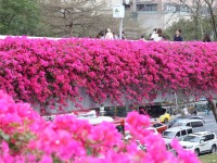 春日廣州，天橋變身 “空中花廊”