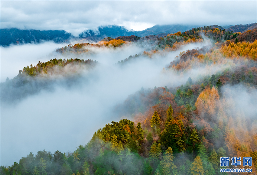 驚艷！神農架“紅坪畫廊”現雲霧美景