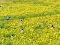 廈門：油菜花海醉遊人