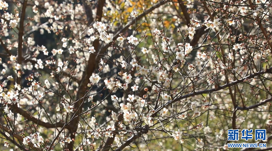 江西大余：千年古驛梅花開 幽香漫溢迎客來