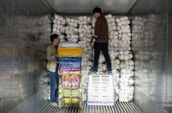 雲南通海：中老鐵路助力蔬菜外銷