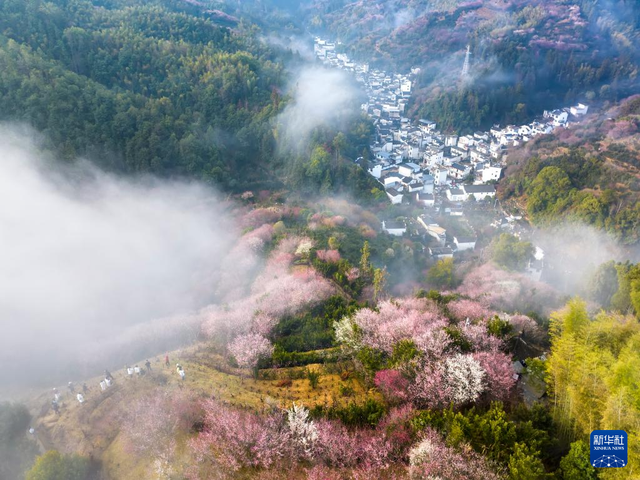 安徽黃山：賣花漁村梅花開