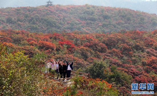 河南博愛：漫山紅葉醉遊人